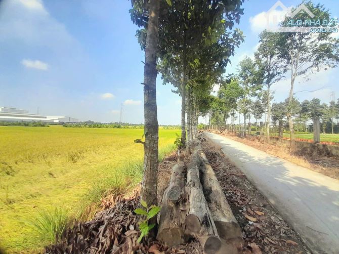 Hàng thơm, 1000m2 đất thổ 20x 50m gần chợ Bình Lãng, 2 tỷ - 3