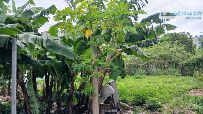 Bán 2 lô đất liền kề - Hẻm 6m Thạnh Lộc 29 - Ngay Chợ Cầu Đồng - Ngang 5m - 90m2 - 4