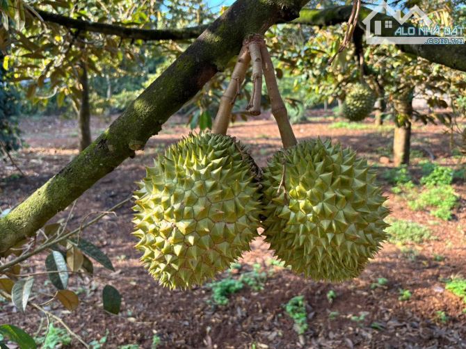 Vườn chôm chôm Long Khánh, chủ xoay vốn nhượng lại, sổ hồng riêng, hỗ trợ vay - 4