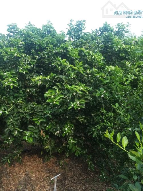 🌳 BÁN 7 ha – ĐẤT ĐANG TRỒNG CAM, CHANH, BƯỞI, THU HOẠCH ĐƯỢC 4 MÙA  – GẦN HỒ THỦY ĐIỆN TR - 4