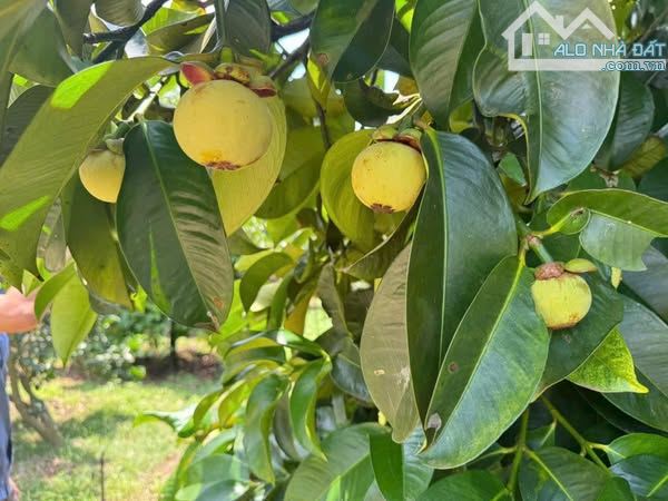 Vườn chôm chôm Long Khánh, chủ xoay vốn nhượng lại, sổ hồng riêng, hỗ trợ vay - 5