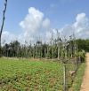 GẦN 1000m2 ĐẤT BIỂN CỬA TÙNG - QUẢNG TRỊ, CÁCH SÂN BAY 20p,