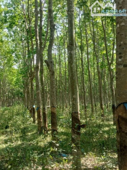 BÁN ĐẤT SKC 50HA BÙ ĐĂNG ,BINH PHƯỚC