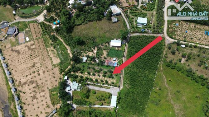 Bán khu vườn bưởi 900m2 đất trồng cây hằng năm trên hòa ninh