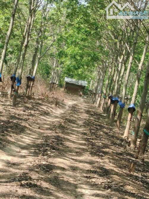 BÁN ĐẤT SKC 50HA BÙ ĐĂNG ,BINH PHƯỚC - 1