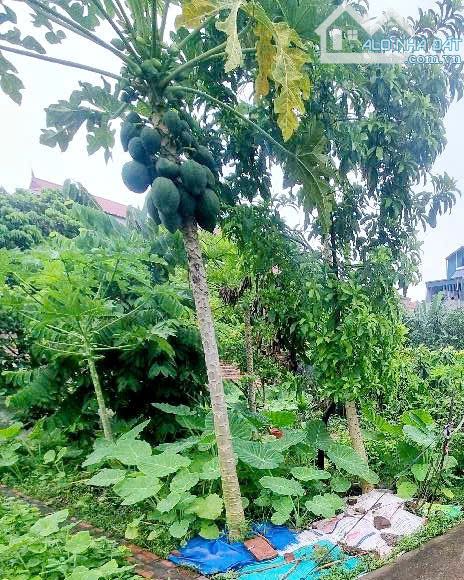 BÁN ĐẤT KIM SƠN – GIA LÂM- NHỈNH 2.3 TỶ CÓ NGA 41M2 ĐẤT ĐẸP- SIÊU HIẾM- GẦN HỒ, CHỢ KEO,.. - 1