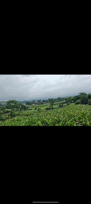 Cần bán 1113m2 thôn Mít, Khánh Thượng, Ba Vì - 2