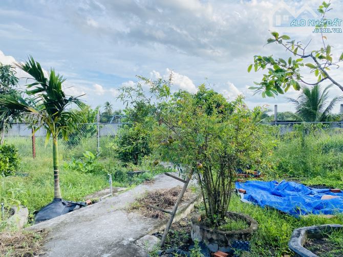 Bán 904m2 đất LÚA đường xe tải, cách 650m đường 826, Tân Trạch, Cần Đước LA, giá 1 tỷ 650 - 1