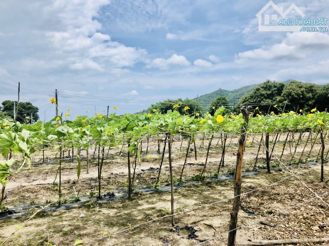 💥💥Phước Hải -góc 2 mặt tiền💥💥 Dt: 293m2-16mx23m-100 thổ cư Sổ sẵn-giá 2ty650 - 3