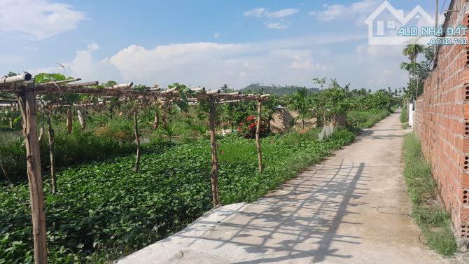 Bán Đất Hoa Động, Thủy Nguyên, HP. 2,45 tỷ, 78m2. - 6