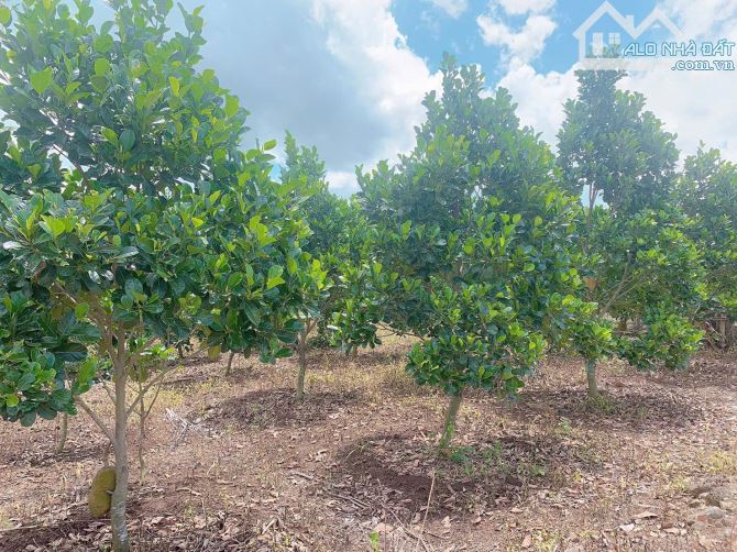 Bán khoảng 3 sào 3 (3308m2) đất xã Đá Bạc, huyện Châu Đức, BRVT. - 2
