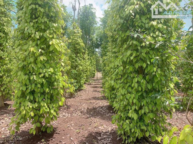Bán khoảng 3 sào 3 (3308m2) đất xã Đá Bạc, huyện Châu Đức, BRVT. - 3