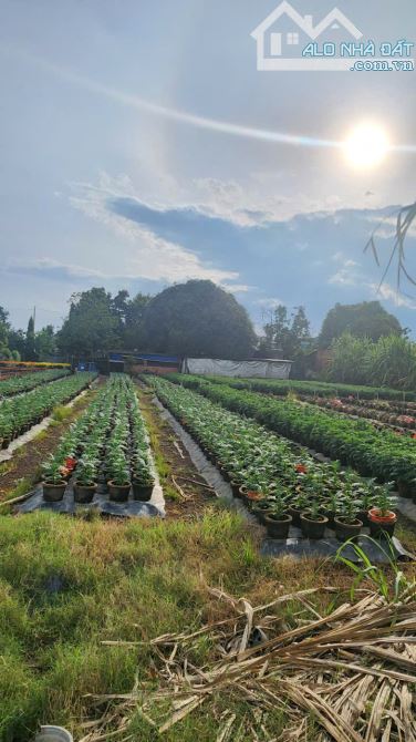 Chủ làm ăn thua lỗ buộc lòng bán mảnh đất xã Đất Đỏ (Phước Long Thọ cũ), tp Hồ Chí Minh