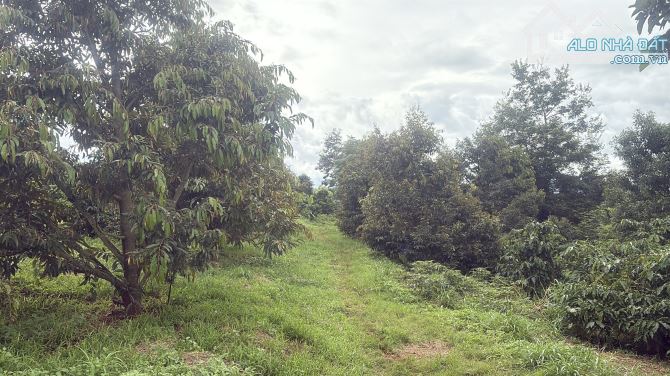 💥 Siêu phẩm 1,2ha đất rẫy cây lâu năm Ia Hrung