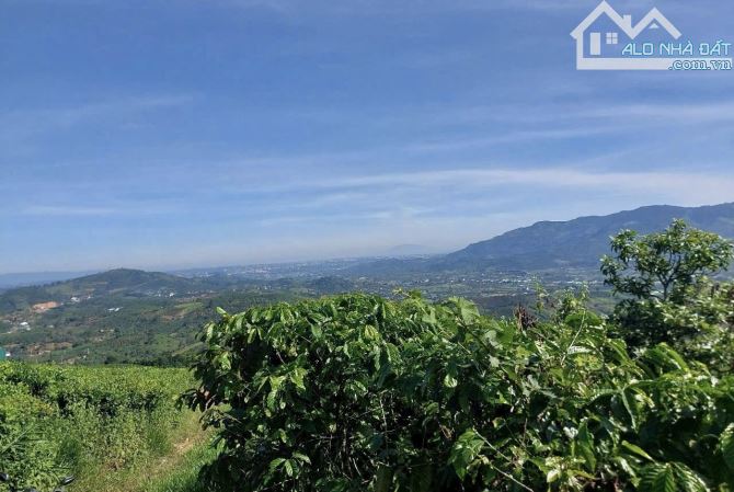 Bán đất vườn view săn mây đồi bát úp Phạm Hồng Thái Đại Lào ( phường 3) Bảo Lộc. 🆘 GIÁ RẺ