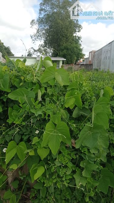 Cần bán đất mặt tiền đường nhựa thạch ngọc bien thuộc khóm 9 phường 9 TP Trà Vinh - 1