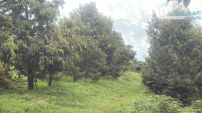 💥 Siêu phẩm 1,2ha đất rẫy cây lâu năm Ia Hrung - 1