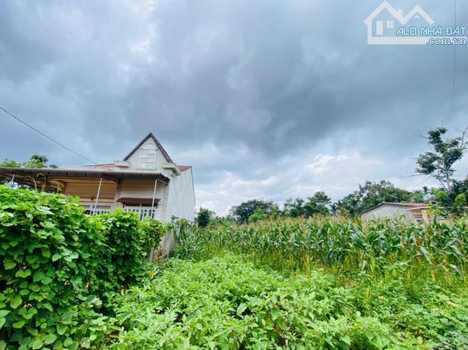 ❤❤Đất Cuôr Đăng 5x50 chỉ 590tr đất Sau lưng trạm dừng chân Hoàn Nghĩa - 1