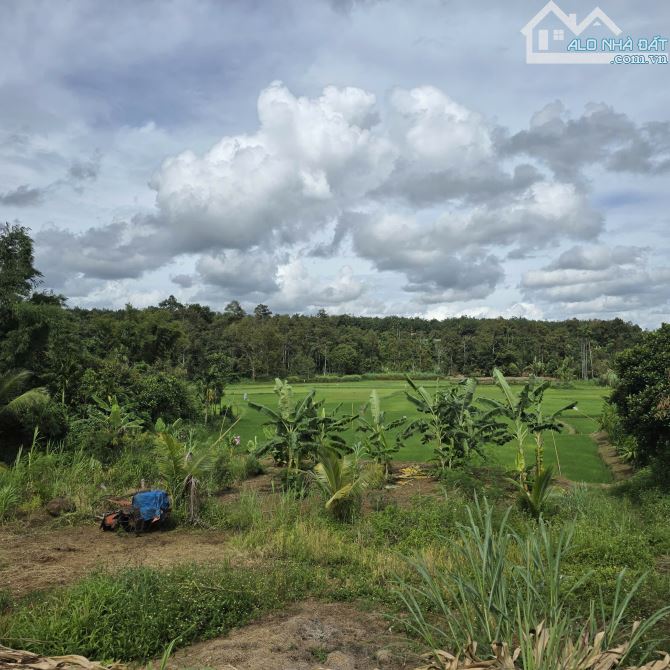 🅿️❇️695m² đất view đẹp, sát khu dân cư Buôn NaoB, Nguyễn Xuân Nguyên giá siêu rẻ❇️ - 2
