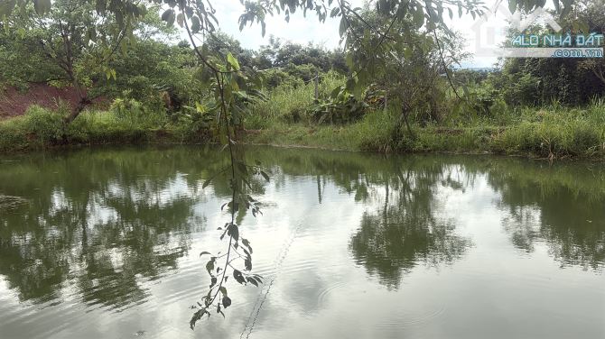 💥 Siêu phẩm 1,2ha đất rẫy cây lâu năm Ia Hrung - 2