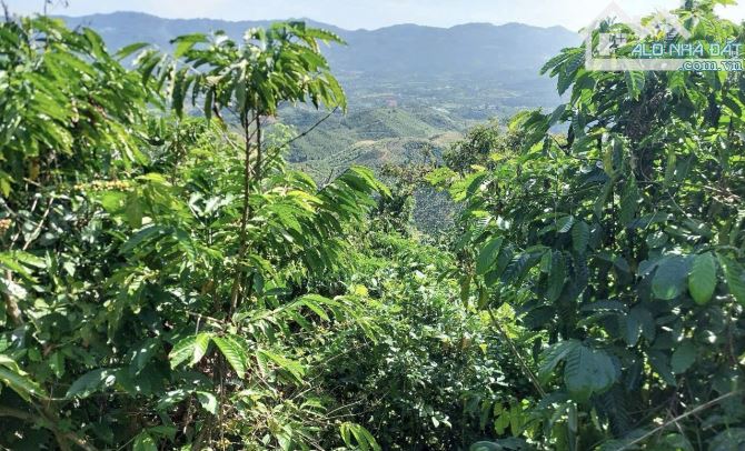 Bán đất vườn view săn mây đồi bát úp Phạm Hồng Thái Đại Lào ( phường 3) Bảo Lộc. 🆘 GIÁ RẺ - 2