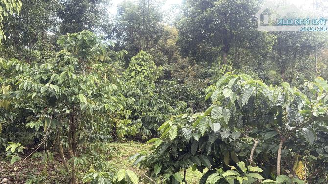 💥 Siêu phẩm 1,2ha đất rẫy cây lâu năm Ia Hrung - 3