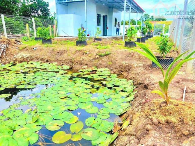 nhà vườn 500m2 đất View Sông cực đẹp chỉ 980 triệu - 3