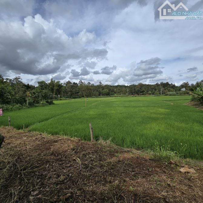 🅿️❇️695m² đất view đẹp, sát khu dân cư Buôn NaoB, Nguyễn Xuân Nguyên giá siêu rẻ❇️ - 4