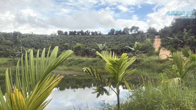 💥 Siêu phẩm 1,2ha đất rẫy cây lâu năm Ia Hrung - 4