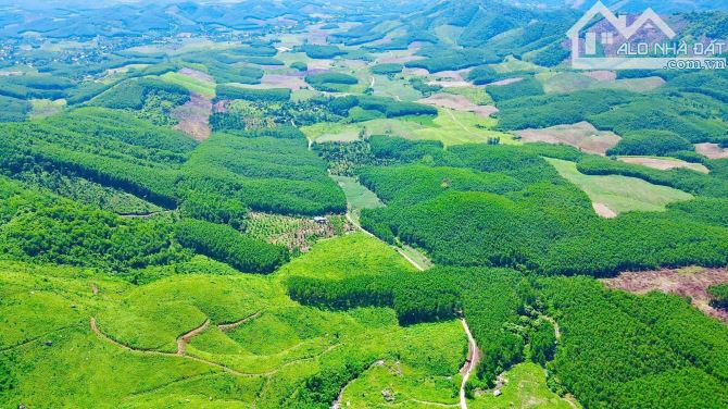 CƠ HỘI HIẾM - ĐẤT LÀM FARM NGHỈ DƯỠNG, SUỐI CHẢY QUANH NĂM MẮT MẺ TẠI KHÁNH NAM KHÁNH VĨNH - 5