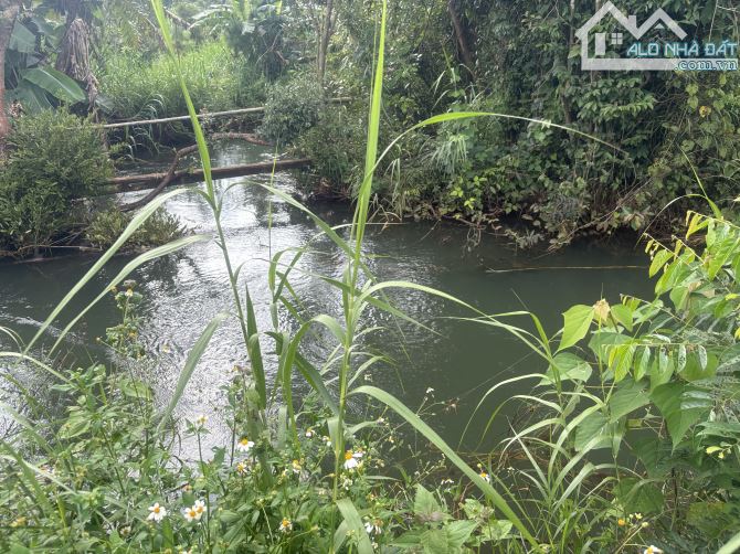 💥 Siêu phẩm 1,2ha đất rẫy cây lâu năm Ia Hrung - 5