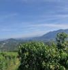 Bán đất vườn view săn mây đồi bát úp Phạm Hồng Thái Đại Lào ( phường 3) Bảo Lộc. 🆘 GIÁ RẺ