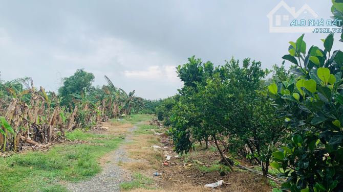Bán vườn quýt đường đang thu hoạch tại xã Phú Lý, Đồng Nai – 12.495m², giá 5 tỷ - 1