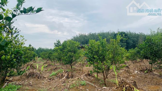 Bán vườn quýt đường đang thu hoạch tại xã Phú Lý, Đồng Nai – 12.495m², giá 5 tỷ - 2