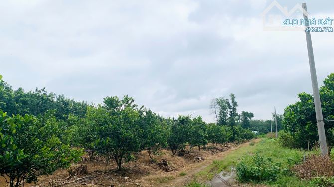 Bán vườn quýt đường đang thu hoạch tại xã Phú Lý, Đồng Nai – 12.495m², giá 5 tỷ - 6