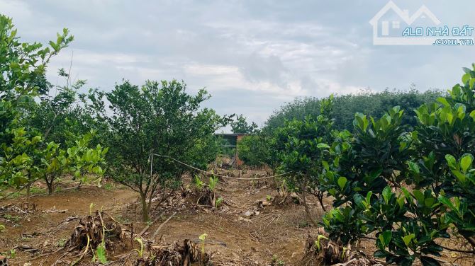 Bán vườn quýt đường đang thu hoạch tại xã Phú Lý, Đồng Nai – 12.495m², giá 5 tỷ - 7