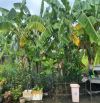 Đất Thổ Cư, hẻm 7m,  Thạnh Xuân 25,phường Thạnh Xuân Q12,dt:107m2 (4mx27m),4.35tỷ.