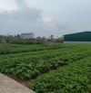 Bán đất trang trại VAC- Hồng Minh,giá rẻ,tiềm năng sinh lời cao,DT:20900m,Giá:3.5 tỉ