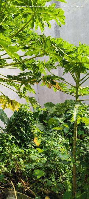 Bán đất Phúc Lợi 35m² ô tô đỗ tận cổng giá chỉ nhỉnh 4 tỷ.
