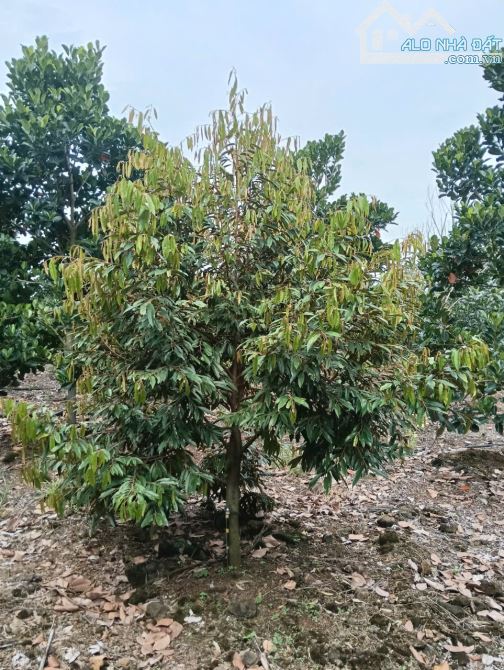BÁN VƯỜN SẦU RIÊNG ,MÍT RUỘT ĐỎ 15,000M2 MẶT TIỀN BÊ TÔNG KHU DÂN CƯ CHỈ 5TỶ2 - 1