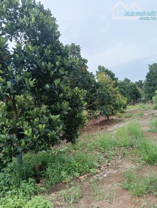 BÁN VƯỜN SẦU RIÊNG ,MÍT RUỘT ĐỎ 15,000M2 MẶT TIỀN BÊ TÔNG KHU DÂN CƯ CHỈ 5TỶ2 - 2