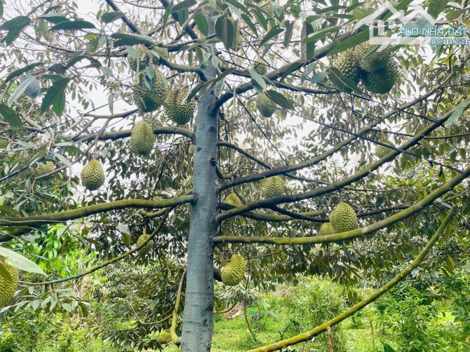Nguyên vườn Sầu Riêng 3 sào xã Đất Đỏ, TP HCM ( Long Tân, Huyện Long Đất )