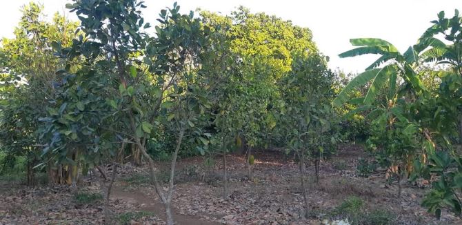 Đất lớn 1.2ha tại Đá Bạc – mặt tiền rộng, đường đẹp – pháp lý chuẩn – giá tốt