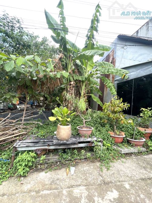 Bán Đất Trường Thọ – Xe Hơi Vào Tận Nơi – 163m² Full Thổ – Nở Hậu Đẹp – Chỉ 43tr/m²! - 2