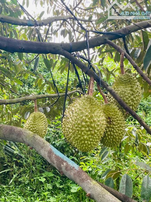 Nguyên vườn Sầu Riêng 3 sào xã Đất Đỏ, TP HCM ( Long Tân, Huyện Long Đất ) - 2