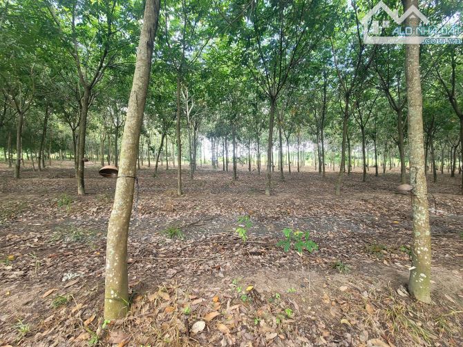 KẸT NỢ BÁN GẤP THỬ ĐẤT 9.600M2 Ở CHÁNH PHÚ HÒA BẾN CÁT- GIÁ CHỈ 1,8triệu/m2 - 2