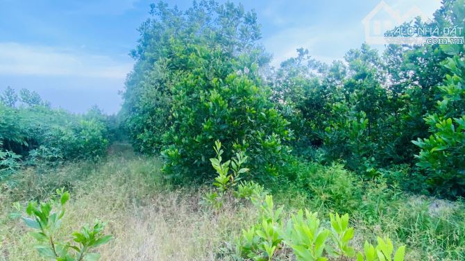 BÁN ĐẤT 2 MẶT TIỀN – GẦN ĐƯỜNG TÂN MINH – SƠN MỸ – CHỈ 1 TỶ CHO HƠN 4 SÀO - 3