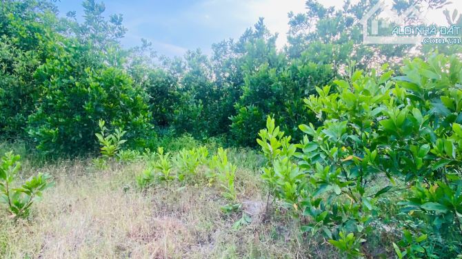 BÁN ĐẤT 2 MẶT TIỀN – GẦN ĐƯỜNG TÂN MINH – SƠN MỸ – CHỈ 1 TỶ CHO HƠN 4 SÀO - 4