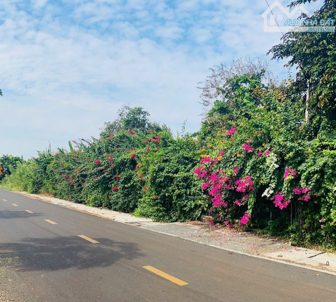 Nguyên vườn Sầu Riêng 3 sào xã Đất Đỏ, TP HCM ( Long Tân, Huyện Long Đất ) - 5