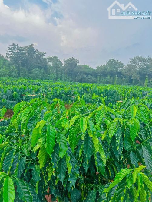 Cần bán 12.000m2 đất phủ hồng, mặt tiền đường nhựa tim vàng, sẵn vườn Café chuẩn bị thu ho - 3